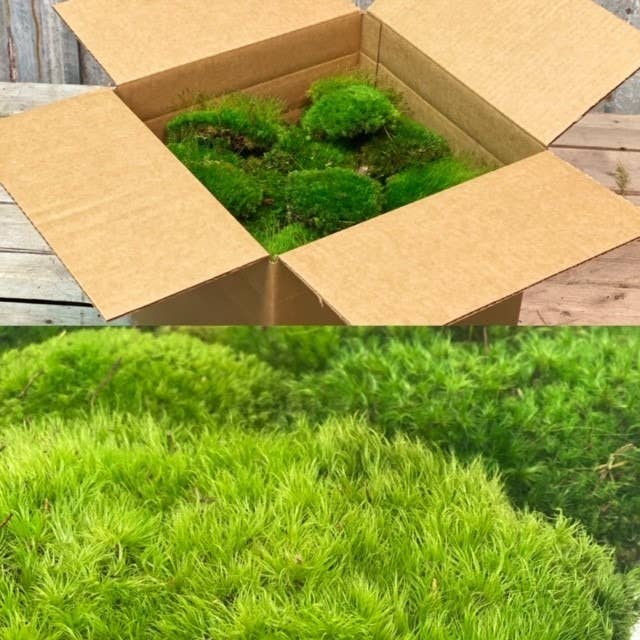 Preserved Mood Moss - Bulk
